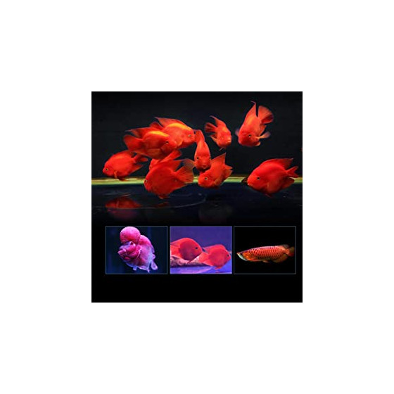 Aquarium Bio Filter Media